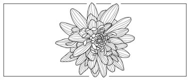 Renkli kitaplar, arka planlar, kapaklar, sunumlar, kartpostallar için kasımpatı resmi