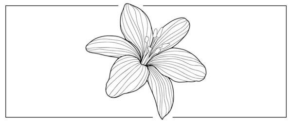 Schwarz Weiße Illustration Einer Lilienblume Zum Ausmalen Von Büchern Hintergründen — Stockvektor