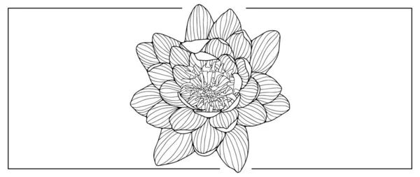Lotus Schwarz Weiß Vektorillustration Für Malvorlagen Hintergründe Einbände Dekore — Stockvektor