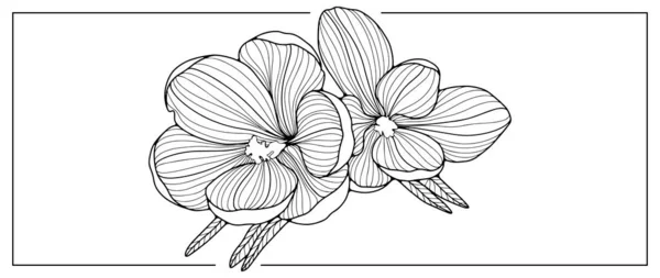 Schwarz Weiße Vektorillustration Der Krokusblume Zum Ausmalen Von Büchern Tapeten — Stockvektor