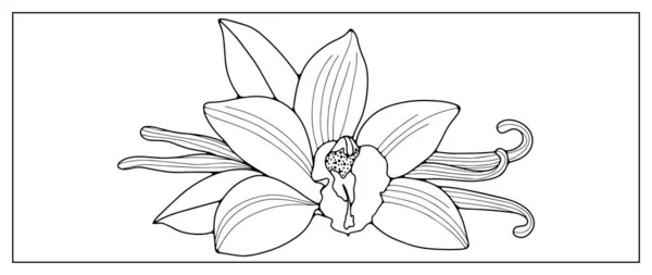 Vektor Schwarz Weiß Illustration Mit Vanilleblumen Zum Ausmalen Von Büchern — Stockvektor
