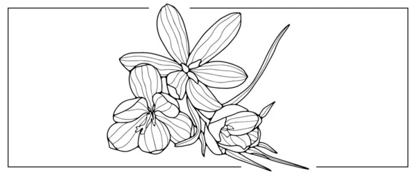 Vektor Schwarz Weiß Illustration Mit Krokusblumen Zum Ausmalen Von Büchern — Stockvektor