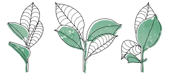 Jemná Vektorová Ilustrace Zelenými Větvemi Listy Pro Dekoraci Obaly Pozadí — Stockový vektor