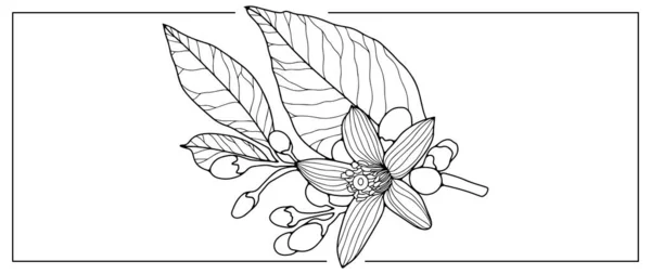 Ασπρόμαυρη Διανυσματική Απεικόνιση Άνθη Κλαδιά Και Φύλλα Εικονογράφηση Για Βιβλία — Διανυσματικό Αρχείο