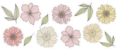 Botanik el çizimi vektör seti pembe ve sarı papatyalar, takvim ve yeşil yapraklar. Dekor, tasarım, kart ve sunumlar için çiçek seti