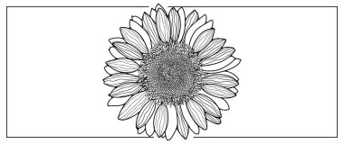 Ayçiçeği siyah ve beyaz vektör çizimi. Dekor, tasarım, kartpostallar, kartvizitler, sunumlar için resim