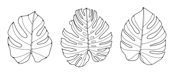 Černobílá Vektorová Botanická Ilustrace Listy Monstery Pro Omalovánky Dekor Obaly — Stockový vektor