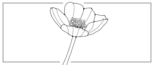 Schwarz Weiße Florale Illustration Mit Mohnblume Illustrationen Für Malbücher Cover — Stockvektor
