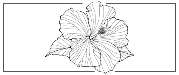 Schwarz Weiße Vektorflorale Illustration Mit Einer Großen Üppigen Blume Illustrationen — Stockvektor
