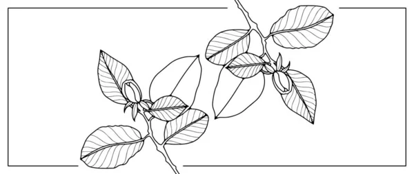 Ilustração Floral Vetor Preto Branco Com Ramos Rosa Com Folhas —  Vetores de Stock