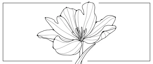 Schwarz Weiße Vektor Florale Illustration Mit Üppiger Blume Illustrationen Für — Stockvektor
