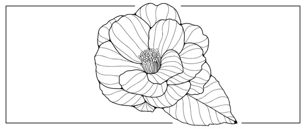 Černobílá Vektorová Květinová Ilustrace Velkou Bujnou Květinou Ilustrace Pro Omalovánky — Stockový vektor