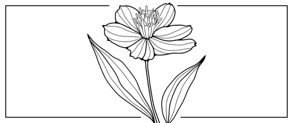 Schwarz Weiße Florale Illustration Mit Einer Zarten Blume Illustrationen Für — Stockvektor