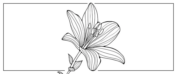 Ασπρόμαυρη Floral Εικονογράφηση Πλούσιο Λουλούδι Κρίνου Εικονογράφηση Για Βιβλία Ζωγραφικής — Διανυσματικό Αρχείο