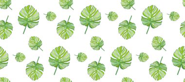 Beyaz arka planda yeşil canavar yaprakları olan hassas tropikal desenler. Tekstil, duvar kâğıtları, arka planlar, kartpostallar, sofra takımı, öge tasarımları için desen