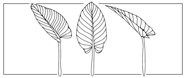 Schwarz Weiße Illustration Mit Drei Großen Blättern Tropisches Bild Für — Stockvektor
