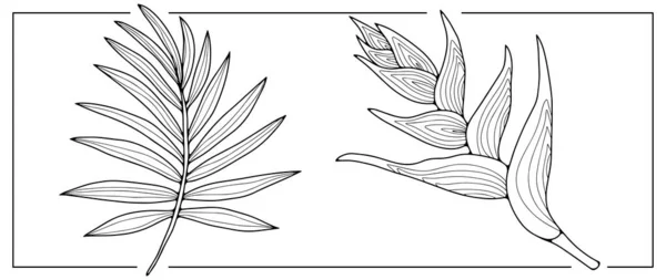 Schwarz Weiße Vektorillustration Mit Palmenzweigen Und Tropischen Pflanzen Hintergrund Für — Stockvektor