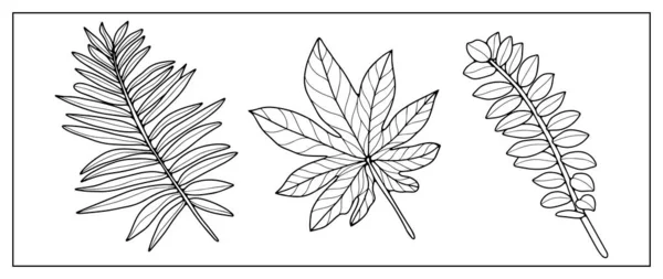 Černobílé Vektorové Tropické Ilustrace Palmovými Větvemi Zamiokulkovskými Větvemi Kapradinami Pozadí — Stockový vektor