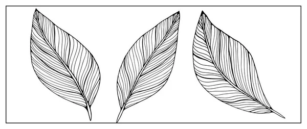 Černobílé Velké Listy Bílém Pozadí Botanické Pozadí Pro Omalovánky Obaly — Stockový vektor