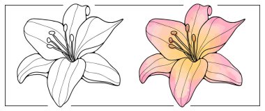 Beyaz arka planda narin bir zambak çiçeğinin dış hatları. Beyaz arka planda pembe zambak çiçeği. Boyama kitapları, dekor, öge tasarımları, sunumlar için arkaplan