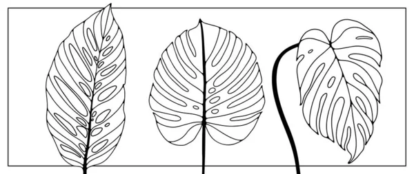 Ilustração Preto Branco Com Três Folhas Monstera Diferentes Tamanhos Formas — Vetor de Stock