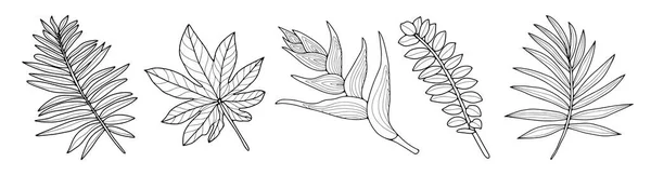 Fekete Fehér Készlet Trópusi Növények Pálma Ágak Levelek Színező Oldalak — Stock Vector