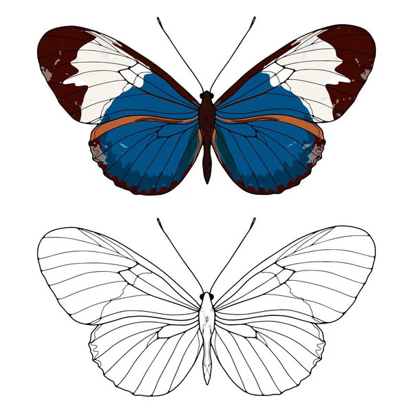 Contorno Una Mariposa Lujo Sobre Fondo Blanco Delicada Mariposa Azul — Vector de stock