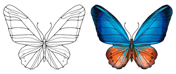 白い背景にある豪華な蝶の輪郭 白い背景に着色されたブルーオレンジの蝶 ポストカード パターン作成のための背景 — ストックベクタ