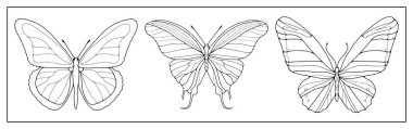 Beyaz bir arka planda üç adet kelebek formu. Boyama kitapları, dekor, tasarımlar ve desenler yaratmak için arka plan.