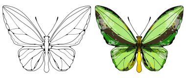 Beyaz arka planda siyah bir kelebek ve renkli yeşil bir kelebek. Renklendirme sayfaları, duvar kağıtları, arka planlar için kelebek, çeşitli desenler ve tasarımlar yaratmak