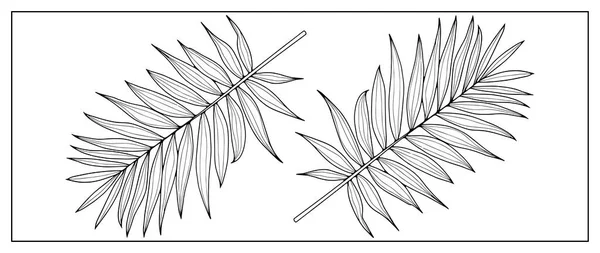 白色背景上热带分枝的黑色轮廓 图案和图案用棕榈枝 — 图库矢量图片