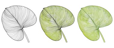 Beyaz arka planda büyük bir tropikal yaprağın siyah çizgisi. Renkli yeşil tropikal yaprak. Tasarımlar, desenler, boyama kitapları, kapaklar, duvar kağıtları için botanik nesnesi.