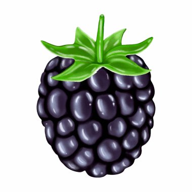 Beyaz bir arka planda sulu böğürtlen eli çizilmiş. Tasarım ve desenler yaratmak için kara dut, promosyon yaratıcıları, menüler ve ambalajlama.