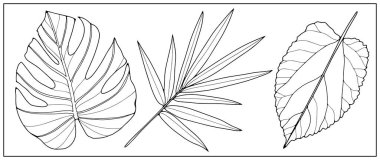 Beyaz arka planda siyah tropikal yaprak ve dalların ana hatları. Renklendirme için yapraklar, tasarımlar ve desenler oluşturur.