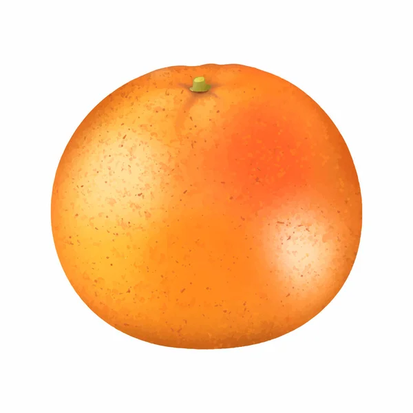Realistische Rijpe Grapefruit Hand Getekend Geïsoleerd Witte Achtergrond Citrusvruchten Voor — Stockvector
