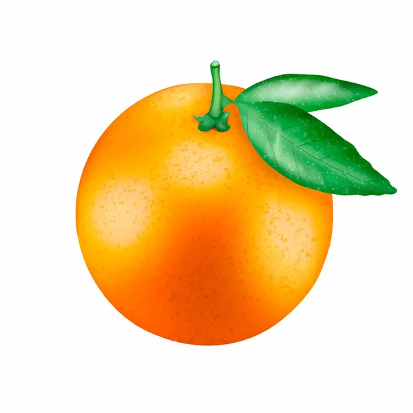 Ripe Juicy Orange White Background Citrus Fruit Creating Designs Patterns — Stock Vector
