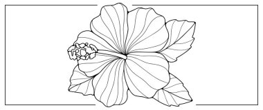 Beyaz arka planda yaprakları olan büyük yemyeşil bir çiçeğin siyah çizgisi. Renklendirme sayfaları, kapaklar, tasarımlar ve desenler için çiçek.