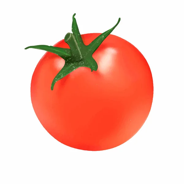 Tomate Rouge Dessinée Main Réaliste Isolé Sur Fond Blanc Légumes — Image vectorielle