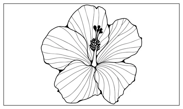 Black outline of a lush flower on a white background. Floral background for coloring, creating various designs and patterns. Silhouettes of branches with leaves.