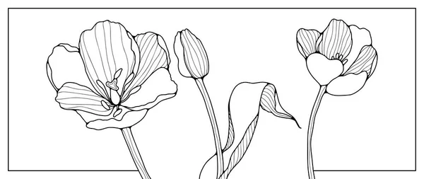 Svarta Konturer Tre Olika Tulpanblommor Vit Bakgrund Rken Blommor Skapa — Stock vektor