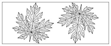 Beyaz arka planda sıra dışı yaprakların siyah çizgisi. Renklendirme için bir bitkinin silüeti, çeşitli tasarımlar, duvar kağıtları ve desenler yaratıyor.