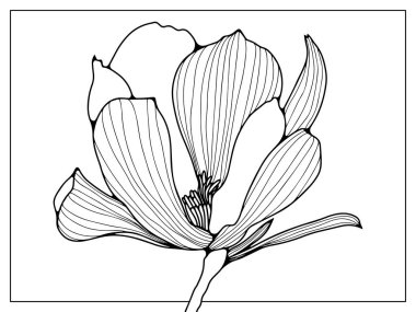 Beyaz arka planda narin bir çiçeğin siyah çizgisi. Boyama sayfaları için bitkilerin siluetleri, kitaplar ve dergilerde yayınlar.