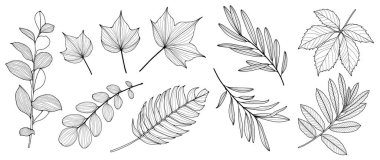 Beyaz arka planda çeşitli dalların ve yaprakların siyah ana hatları. Renklendirme, dekorasyon için bitkiler, çeşitli tasarımlar ve desenler yaratmak.