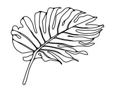 Beyaz arka planda büyük bir canavar yaprağının el çizimi. Boyama kitapları, kitaplar ve dergilerdeki yayınlar için tropik bitki