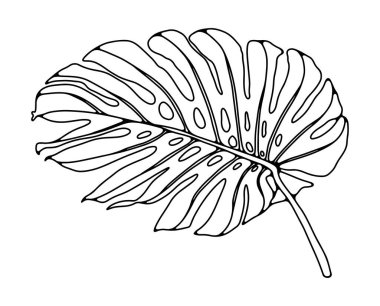 Beyaz arka planda büyük bir canavar yaprağının el çizimi. Boyama kitapları, kitaplar ve dergilerdeki yayınlar için tropik bitki