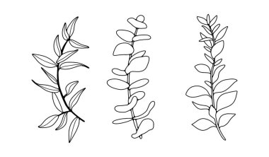 Üç farklı okaliptüs dalına sahip siyah beyaz el çizimi. Beyaz arka planda siyah okaliptüs dalları