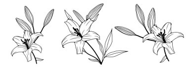 Beyaz arka planda zambak çiçekleri olan siyah beyaz bir el çizmiş. Renklendirme için Lily çiçek taslağı.