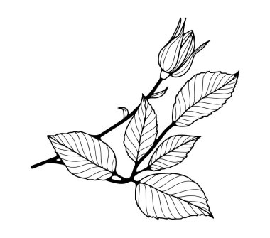 Siyah ve beyaz el, çiçekli çizilmiş küçük bir tomurcuk ve yapraklı narin bir gül dalıyla. Beyaz arkaplanda bir gül dalının ana hatları.