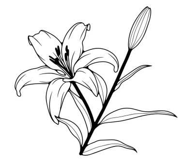 Siyah beyaz el, çiçekli çiçek ve tomurcuk çizmiş. Beyaz bir arka planda Lily çiçeği ana hatları.