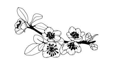 Siyah ve beyaz el çiçekli desen çizmiş. Beyaz arka planda kiraz çiçekleri olan bir dalın birleşimi